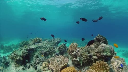 Coral Reef and Tropical Fish Philippines