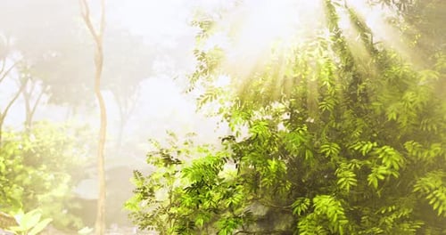Sunlight Filtering Through Lush Green Trees in a Serene Forest Setting