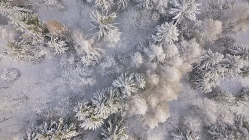Aerial view. Beauty of winter forest. Drone shot top down on snowy forest.