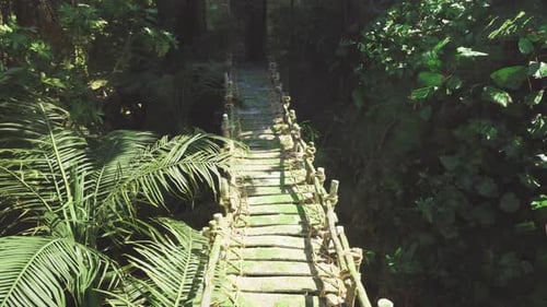 Intimate Forest Walkway Design Cozy Footbridge Surrounded By Lush Trees