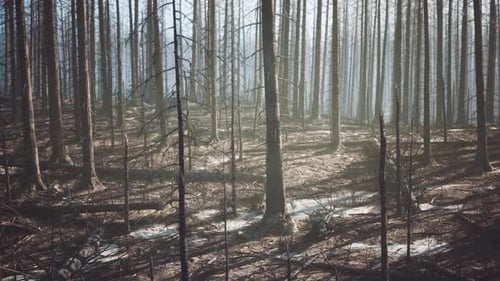 Burned Forest Landscape Showcasing the Aftermath of a Wildfires Destruction