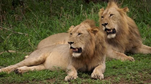 Two Majestic Lions Resting in African Wildlife Nature Reserve, Closeup