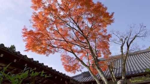 Slow cinematic tilt up reveal oer stunning red maple tree at Japanese temple grounds