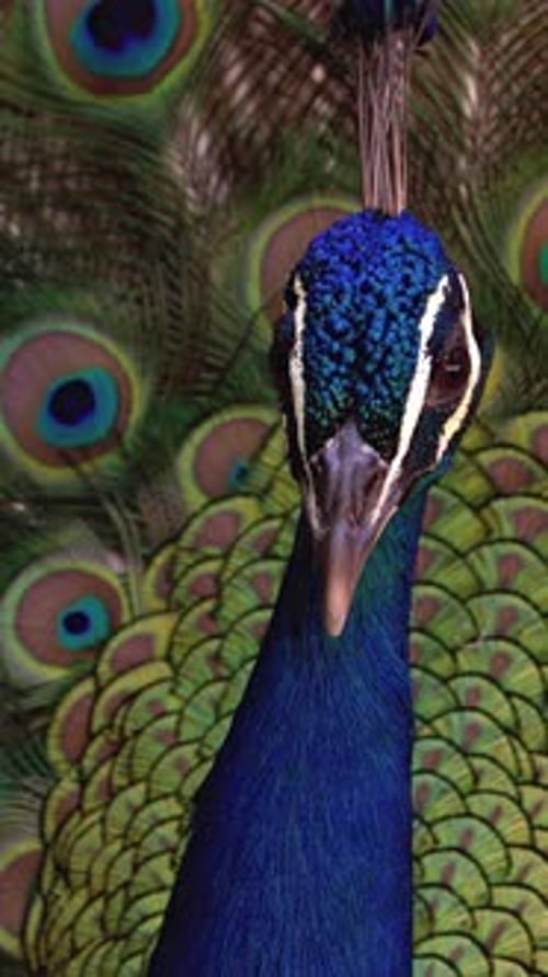 Peacock Close Up Showing Beautiful Plumage