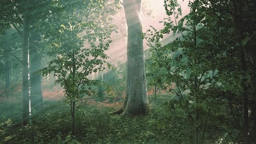 Sunlight Rays Through Misty Forest Trees Background Animation