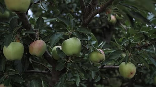 Green Apples Growing on the Tree Branches