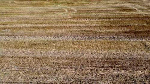Flight Over Field After Wheat Harvest Summer Day Field Dry Yellow Straw Ground