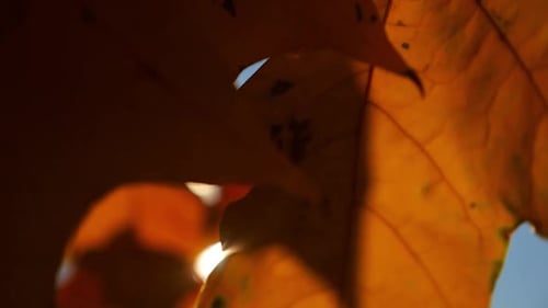 Close Up of Yellow Maple Leaves on Tree Branches Gently Swaying in the Wind at Sunset Sunlight
