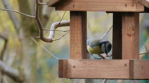 Blaumeise kommt zum Holzhäuschen und fliegt davon