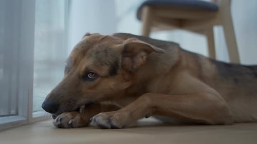 Dog Chewing Bone Lying on Hardwood Floor
