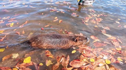 Close-up of adult Nutria swimming through fallen autumn leaves, encountering another Coypu along way