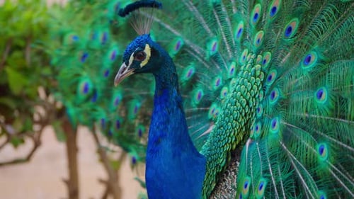 Brilliant Peacock Displaying its Colorful Feathers