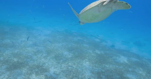 A green sea turtle glides gracefully through the open ocean, casting a shadow on the sandy seabed