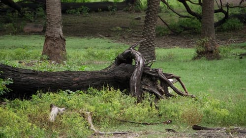 Ein Baum ist im Wald gefallen