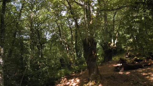Wooded Jungle In Tropical Mountain During Hike. Dolly Shot