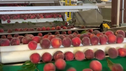 food processing factory in action