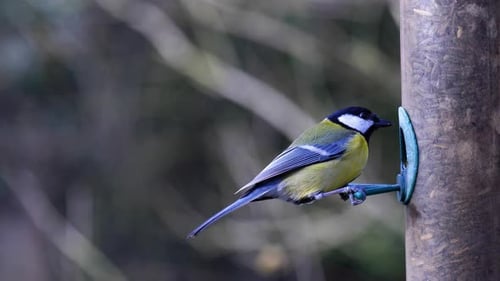4K-Zeitlupenaufnahmen von Vögel, die auf einem Vogelhäuschen landen und Samen fressen.