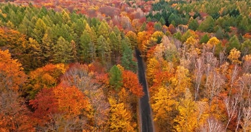 Aerial view of autumn forest and black asphalt road.