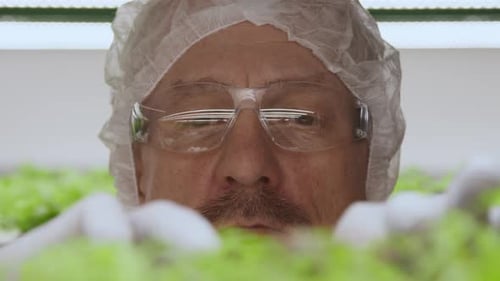 Scientist Examining Leafy Greens in Laboratory