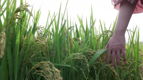 Touching The Ripe Ears Of Rice In The Rice Field With Your Hands