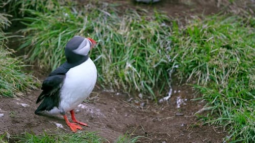 Iceland Puffin Standing on Grassy Slope Cute Wildlife Summer.