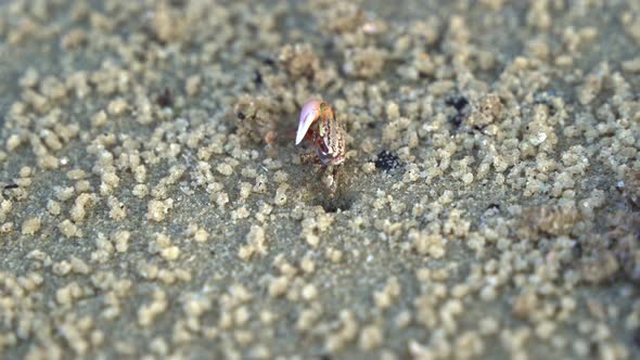 Male sand fiddler crab with a single enlarged claw, foraging and ...