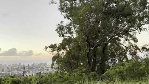 Nature's Frame Over Honolulu