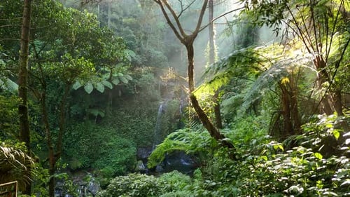 Sonnenlicht strömt durch den dichten Tropenwald mit einem Wasserfall im Hintergrund.