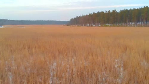 Swamp landscape covered with reeds vegetation, aerial drone flying forward