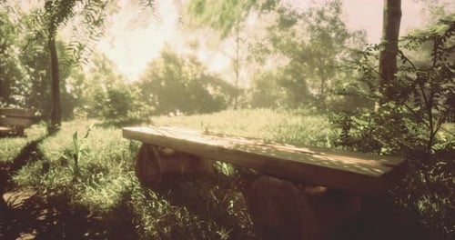 Serene Wooden Bench in a Tranquil Garden Bathed in Soft Sunlight
