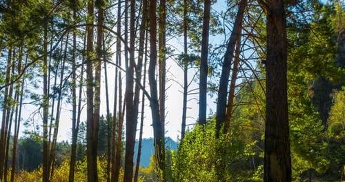 Mountain Evergreen Pine Tree Forest Timelapse at the Summer or Autumn Time Wild Nature Clear Water