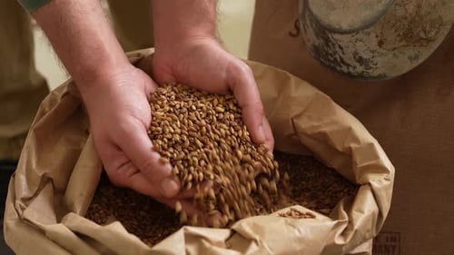 Close-up of a farmer or brewer's hands scooping roasted barley malt grains from a large paper bag