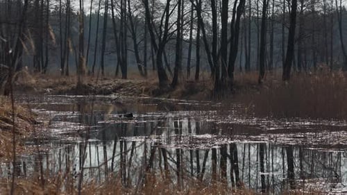A serene spring scene featuring a tranquil stream flowing through a bare forest