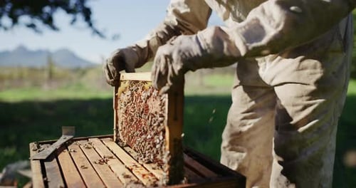 Bees are essential for the growth of many plants
