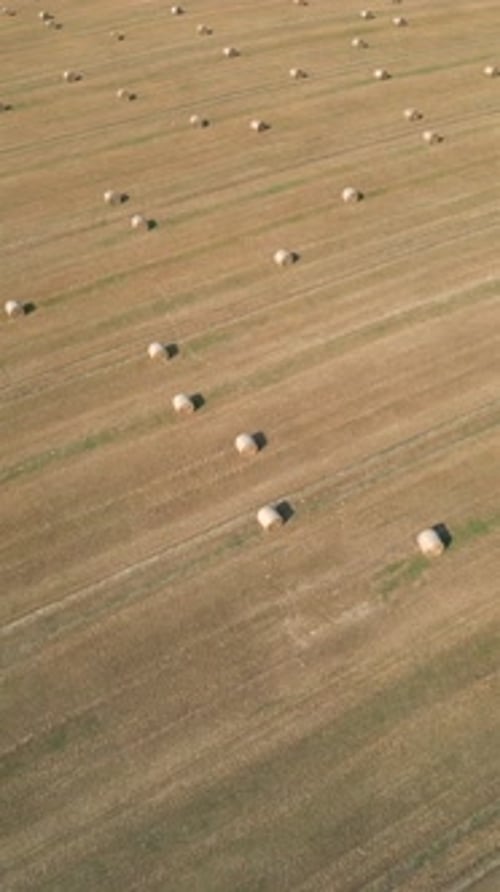Field with Hay Bales