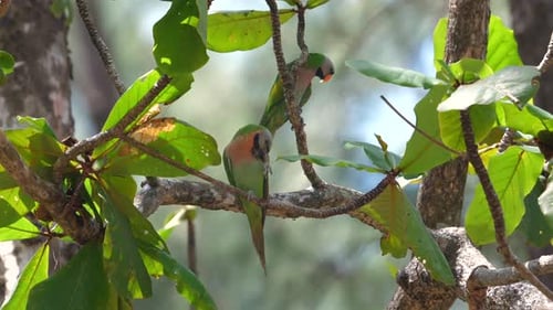 Colorful Exotic Birds Perched on Branch Amidst Lush Green Foliage