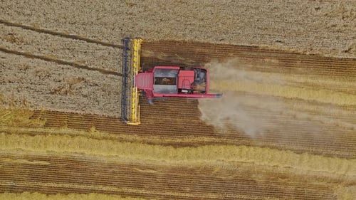 Combine harvester at work. Top view of combine harvester gathers the wheat