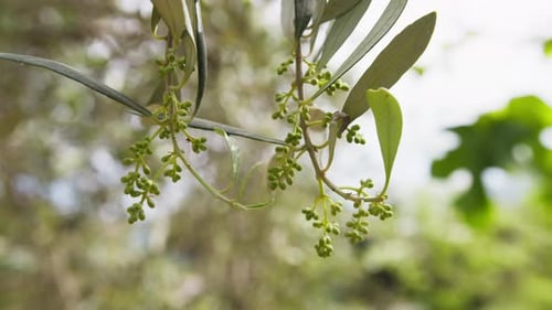 Small Olives Fruit for Oil Production Just Born on a Calabrian Tree