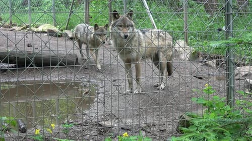 Famille de loups gris (Canis lupus) derrière une clôture, animal en captivité