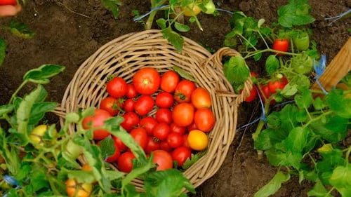 Male Farmer Harvests Tomatoes in the Garden