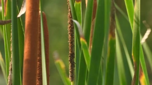 Green Beautiful Bulrush seeds .