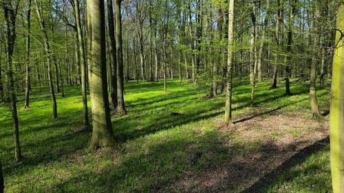 Moving in Spring Forest with Sunshine