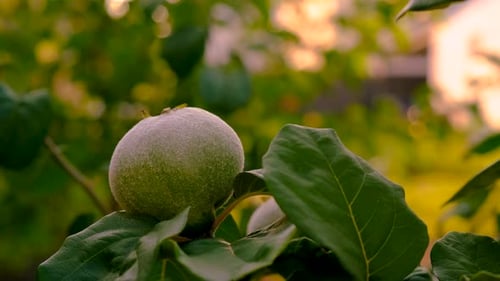 Quince Harvest in the Garden Selective Focus