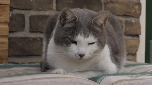 Resting Gray and White Cat on Cushion