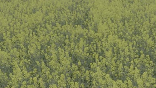 Blooming Rapeseed Field on a Sunny Day Flying Above Stunning Yellow Rape Fields in Spring Vegetable