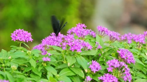 Schmetterlinge saugen den Nektar aus dem Pollen