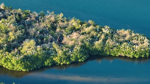 Florida Wetlands with Flock of White Egret and Heron Birds on Green Swamp Vegetation Between Bay