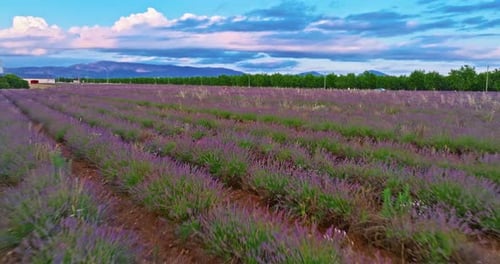 Aerial View of Lavender Field in Provence France Blooming Violet Fragrant Lavender Flowers at Sunset