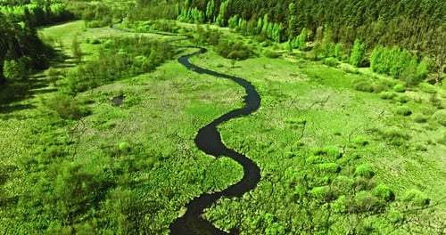 Winding river and green swamps. Wildlife in Poland.