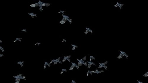 Realistic Flock of Crows Flying with Alpha Channel Overlay